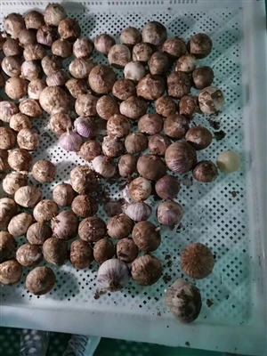 Garlic Drying Equipment