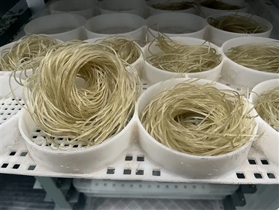 Food Drying Equipment For Drying Noodles And Rice Noodles