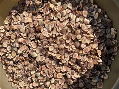 Precious Chinese Herbal Medicine Velvet Antler Slices Are Dried Using Drying ...